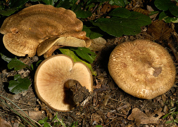Kahler Krempling (Paxillus involutus ) - © Heinz Prelicz